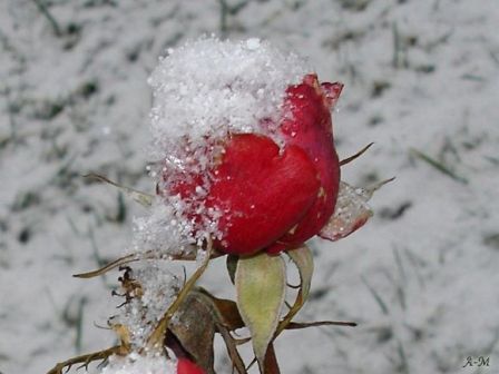 Rose des neiges